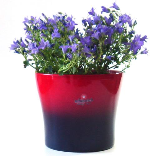 4号用　ドイツ　シューリッヒ(scheurich)社 鉢カバー(プラントカバー)　ブラックチェリー　...