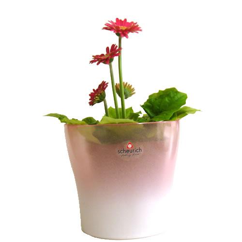 ガラス製　4号用　ドイツ　シューリッヒ(scheurich)社 鉢カバー(プラントカバー)　オペイク...