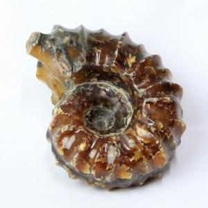 アンモナイト 化石 原石 一点物 アンモライト Ammonite 貝｜lulu-house