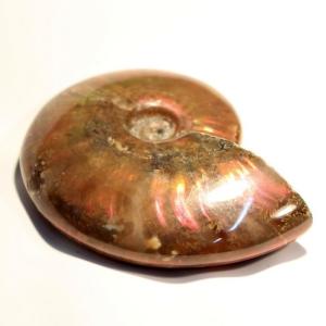 アンモナイト 化石 【レア 1点物】 生きた化石 fossil 原石 置物 石
