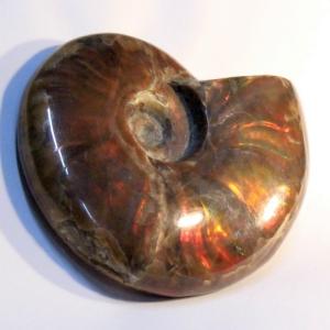 アンモナイト 化石 置物 古代 開運 インテリア 古生物 fossil 原石