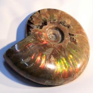 アンモナイト 化石 【レア 1点物】 宝石 原石 置物 鉱石 古生物 標本