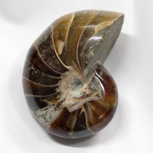 アンモナイト 化石 開運 インテリア 古生物 fossil 原石 置物 古代