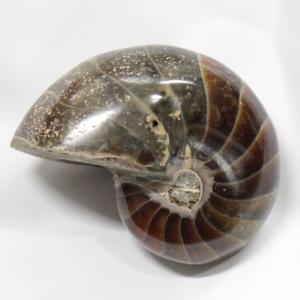 アンモナイト 化石 【レア 1点物】 宝石 原石 置物 鉱石 古生物 標本