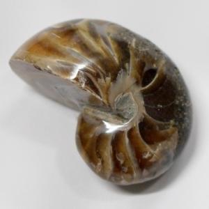 アンモナイト 化石 【レア 1点物】 宝石 原石 置物 鉱石 古生物 標本