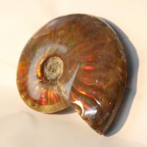 アンモナイト 化石 宝石 原石 古生物 生きた化石 アンモナイト化石