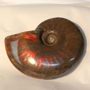 アンモナイト 化石 【一点物 現物】 生きた化石 fossil 原石 置物 石