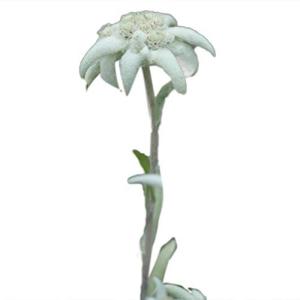 エーデルワイス 花の商品一覧 通販 Yahoo ショッピング