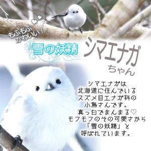 桜のシマエナガハーバリウム Lulus-0642の詳細画像4