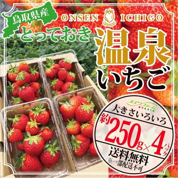 【送料無料】鳥取県産とっておき「温泉イチゴ」 約250g×4パック 【温泉いちご】【大きさいろいろ】...