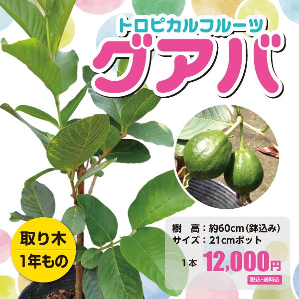 グアバ 苗木 取り木1年もの 21cmポット