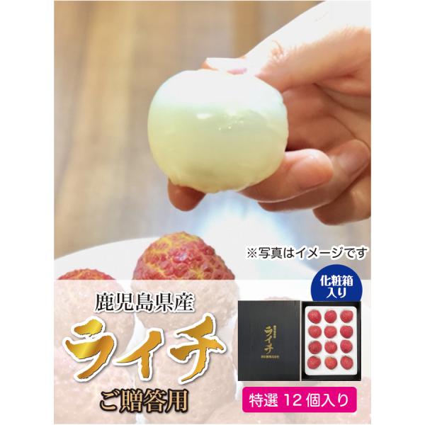 生ライチ 鹿児島県産 国産 生産販売 化粧箱入り 特選12個入り