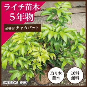 ライチ苗木販売(フォンフェイ)4年もの(取り木苗木) : 国産 ライチ苗木販売(フォンフェイ)4年もの(取り木苗木) : 国産
