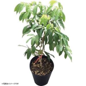 ライチ苗木販売(フォンフェイ)4年もの(取り木苗木)の詳細画像1