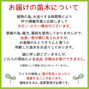 ライチ苗木販売(フォンフェイ)4年もの(取り木苗木)の詳細画像2