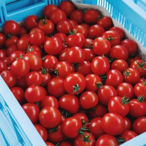 甘味と酸味のバランスが絶妙 プレミアムトマト おもいろトマト 1箱 生食 トマト料理 ギフト 贈り物 贈答品 誕生日 プレゼント 業務用