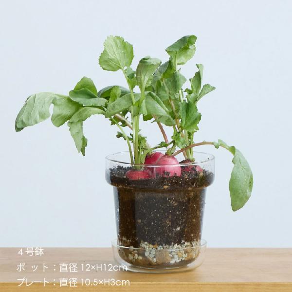 フラワーポット おしゃれ ガラス 球根 栽培 M 直径12cm 高さ12cm プレート付き 植木鉢 ...