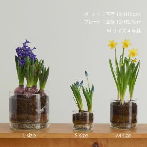 フラワーポット おしゃれ ガラス 球根 栽培 M 直径12cm 高さ12cm プレート付き 植木鉢 4号鉢 人気 北欧 シンプル モダン ナチュラル 家庭菜園 自由研究