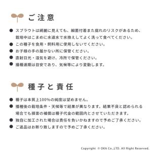 スプラウト 種 タネ 栽培 ブロッコリー ブロ...の詳細画像4