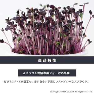 スプラウト 種 タネ 栽培 赤ラディッシュ 赤...の詳細画像1