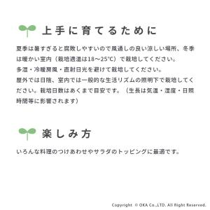 スプラウト 種 タネ 栽培 赤ラディッシュ 赤...の詳細画像3