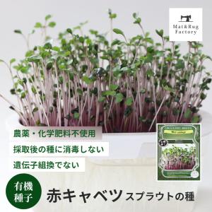 スプラウト 種 タネ 栽培 赤キャベツ 野菜 家庭菜園 水耕栽培 有機種子 育てる 若芽 グリーン おしゃれ 園芸 オカ｜m-rug