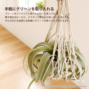 収納 ハンモック PLYS TUTTO プリス...の詳細画像1