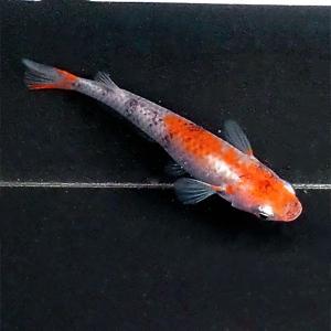 メダカ 紀州三色めだか 未選別 稚魚SS〜Sサイズ 20匹セット