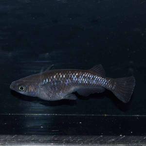 メダカ ブラックダイヤめだか 未選別 稚魚SS...の詳細画像1