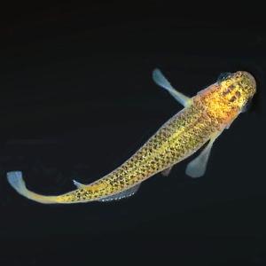 メダカ 紀州黄金黒鱗めだか 未選別 稚魚SS〜Sサイズ 20匹セット 金 黒 黒鱗 メダカ 淡水魚