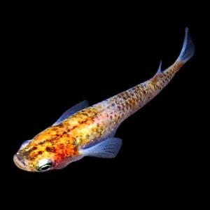 メダカ 紀州黄金三色めだか 未選別 稚魚SS〜S...の商品画像