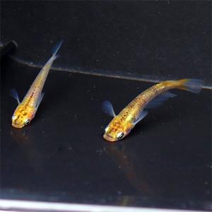 メダカ 紀州黄金三色めだか 未選別 稚魚SS〜...の詳細画像1