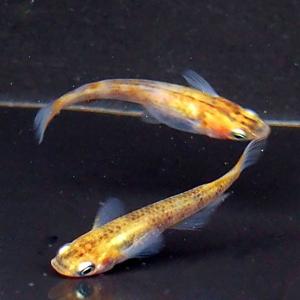 メダカ 紀州黄金三色めだか 未選別 稚魚SS〜...の詳細画像2