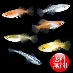 メダカ めだか おまかせ ヒカリ体型めだかミックス 未選別 稚魚(SS〜Sサイズ) 20匹セット 送料無料(北海道、沖縄県、東北地方除く) ミックス ヒカリ ホタル