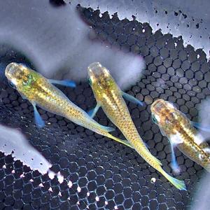 メダカ 鳳凰めだか 未選別 稚魚SS〜Sサイズ...の詳細画像2