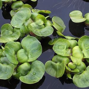 水草 ホテイアオイ 3株セット ホテイ草 水草 浮き草 鉢 メダカ アクアリウム｜m-season