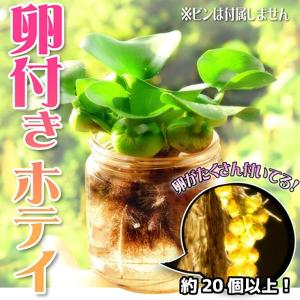 水草 ホテイアオイ めだかの卵付き(約20個以上) 1株セット