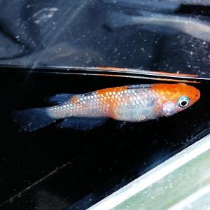 観賞メダカとカブトムシの通販専門店 めだかシーズンyahoo店