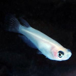 メダカ パンダめだか 未選別 稚魚SS〜Sサイズ...の商品画像