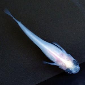 メダカ パンダめだか 未選別 稚魚SS〜Sサイ...の詳細画像1