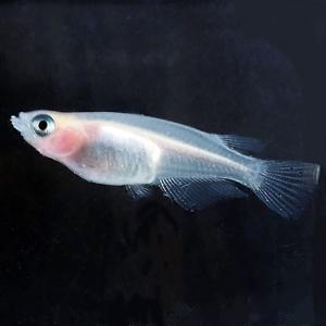 メダカ パンダめだか 未選別 稚魚SS〜Sサイ...の詳細画像2