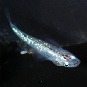 めだかシーズン ホワイト系 めだか 成魚 Mサイズ Yahoo ショッピング