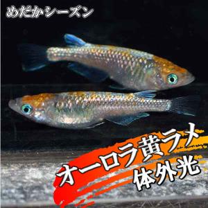 予約販売 紀州白黄 はくおう めだか 未選別 稚魚 Ss Sサイズ 匹セット 白黄 みゆき 幹之 メダカ 観賞魚生体 Oyostate Gov Ng