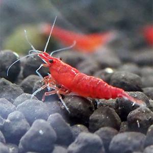 めだかシーズン エビ シュリンプ類 Yahoo ショッピング