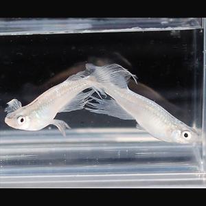 めだかシーズン 幹之 みゆき 系 稚魚 めだか 稚魚 Ss Sサイズ Yahoo ショッピング