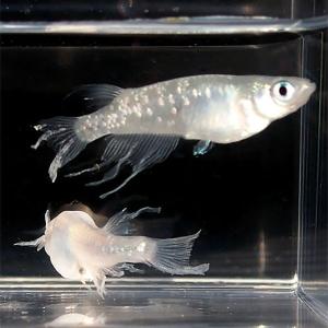 めだかシーズン 幹之 みゆき 系 稚魚 めだか 稚魚 Ss Sサイズ Yahoo ショッピング