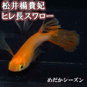 観賞メダカとカブトムシの通販専門店 めだかシーズンyahoo店