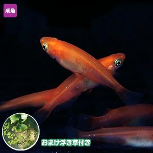 観賞メダカとカブトムシの通販専門店 めだかシーズンYahoo店