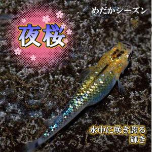 メダカ 夜桜 めだか 未選別 稚魚(SS〜Sサイズ) 10匹セットオーロラブラック黄ラメ