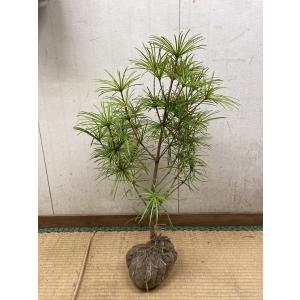 高野槇 コウヤマキ 苗木 50cm 55ｃｍ 種から約10年こうやまき Makinae コウヤマキ 宮崎正商店 通販 Yahoo ショッピング